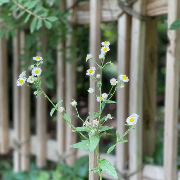 Meet your Posher Julie  curator for Hayden Haven - Picture 4 of 5